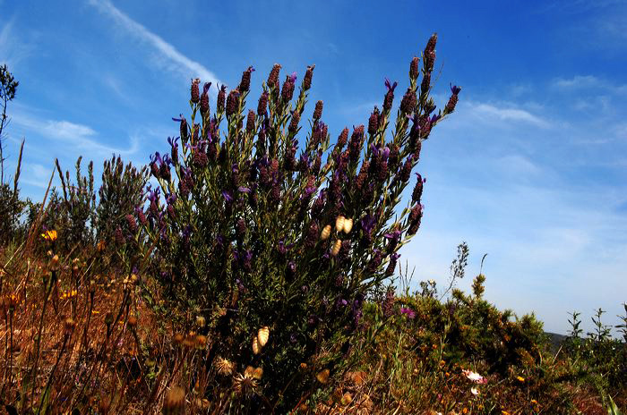 Portugal - Algarve