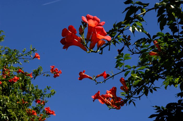 Arles, Provence, Camargue, Alpilles