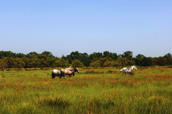 Arles, Provence, Camargue, Alpilles