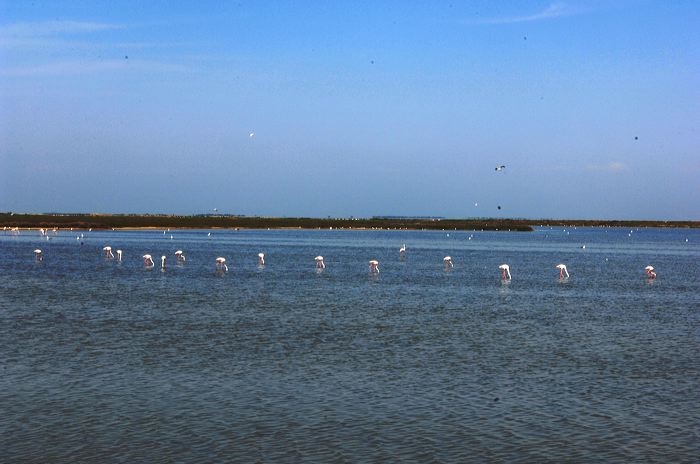 Arles, Provence, Camargue, Alpilles