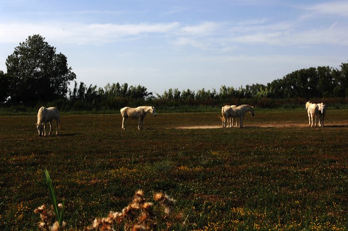 Arles, Provence, Camargue, Alpilles