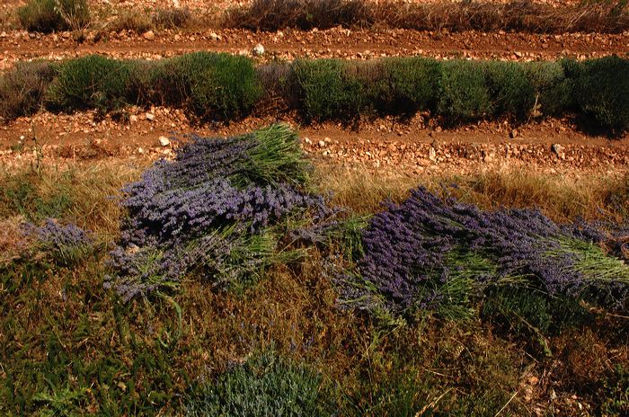 Arles, Provence, Camargue, Alpilles