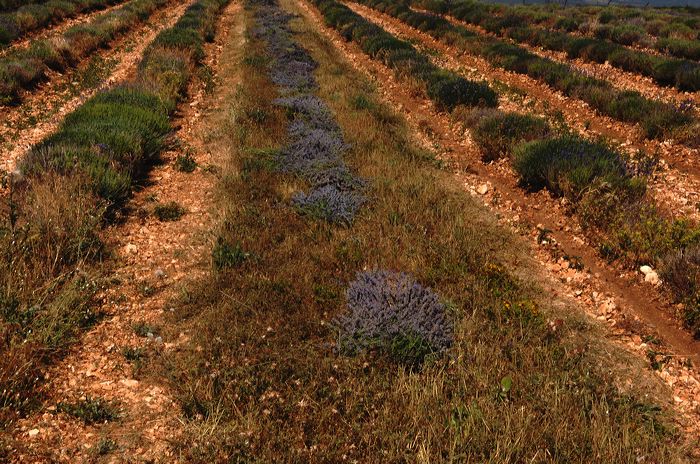 Arles, Provence, Camargue, Alpilles