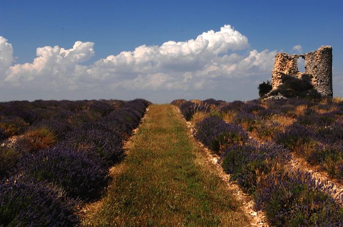 Arles, Provence, Camargue, Alpilles