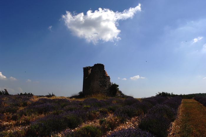 Arles, Provence, Camargue, Alpilles