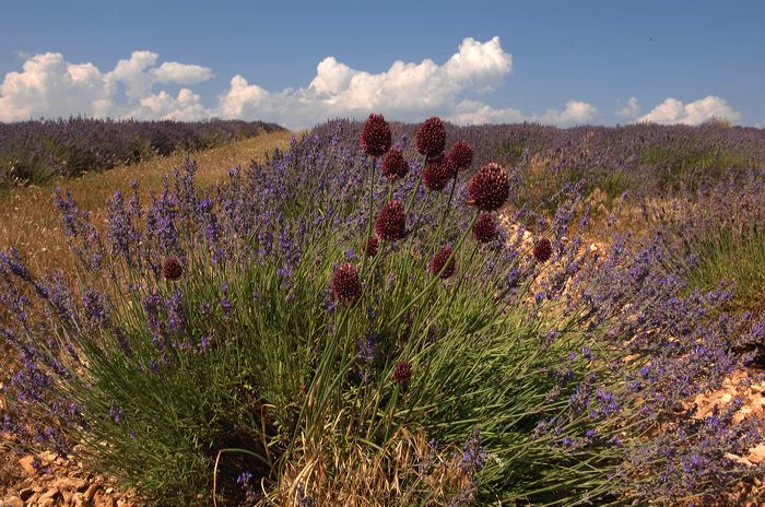 Arles, Provence, Camargue, Alpilles