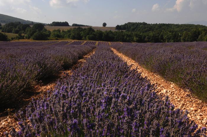 Arles, Provence, Camargue, Alpilles