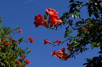 Arles, Provence, Camargue, Alpilles