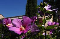 Arles, Provence, Camargue, Alpilles