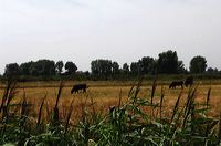 Arles, Provence, Camargue, Alpilles