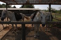 Arles, Provence, Camargue, Alpilles