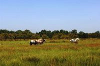 Arles, Provence, Camargue, Alpilles