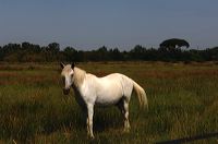 Arles, Provence, Camargue, Alpilles