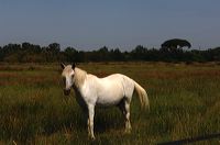 Arles, Provence, Camargue, Alpilles