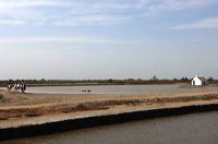 Arles, Provence, Camargue, Alpilles