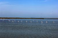 Arles, Provence, Camargue, Alpilles