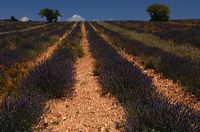 Arles, Provence, Camargue, Alpilles