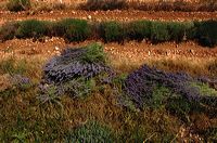 Arles, Provence, Camargue, Alpilles