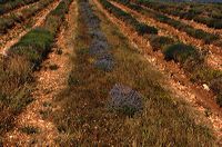 Arles, Provence, Camargue, Alpilles