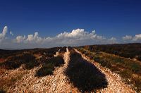 Arles, Provence, Camargue, Alpilles