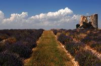 Arles, Provence, Camargue, Alpilles