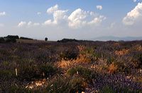 Arles, Provence, Camargue, Alpilles