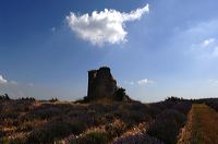 Arles, Provence, Camargue, Alpilles