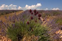 Arles, Provence, Camargue, Alpilles