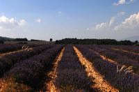 Arles, Provence, Camargue, Alpilles