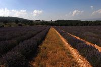 Arles, Provence, Camargue, Alpilles