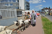 Großer Festzug 2017 beim Hessentag in Rüsselsheim