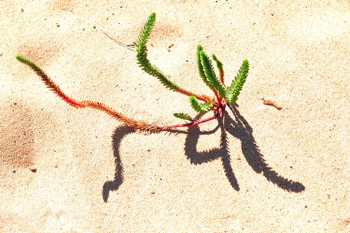 Fuerteventura 150 km Strandlandschaft Naturpark Corralejo das grösste Dünengebiet der Kanaren