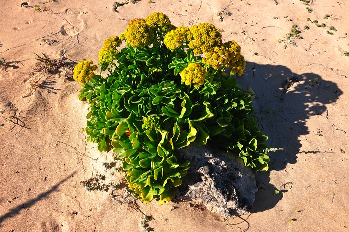 Fuerteventura 150 km Strandlandschaft Naturpark Corralejo das grösste Dünengebiet der Kanaren