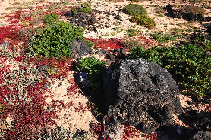 Fuerteventura 150 km Strandlandschaft Naturpark Corralejo das grösste Dünengebiet der Kanaren