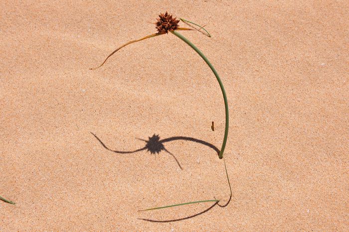 Fuerteventura 150 km Strandlandschaft Naturpark Corralejo das grösste Dünengebiet der Kanaren