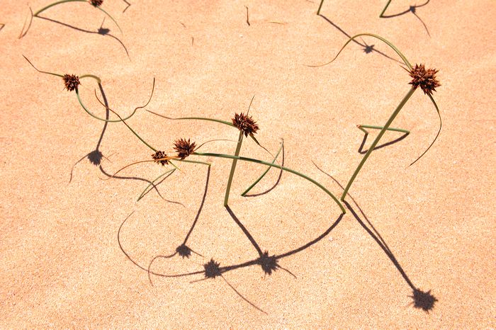 Fuerteventura 150 km Strandlandschaft Naturpark Corralejo das grösste Dünengebiet der Kanaren