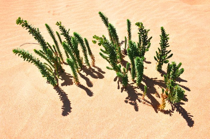 Fuerteventura 150 km Strandlandschaft Naturpark Corralejo das grösste Dünengebiet der Kanaren