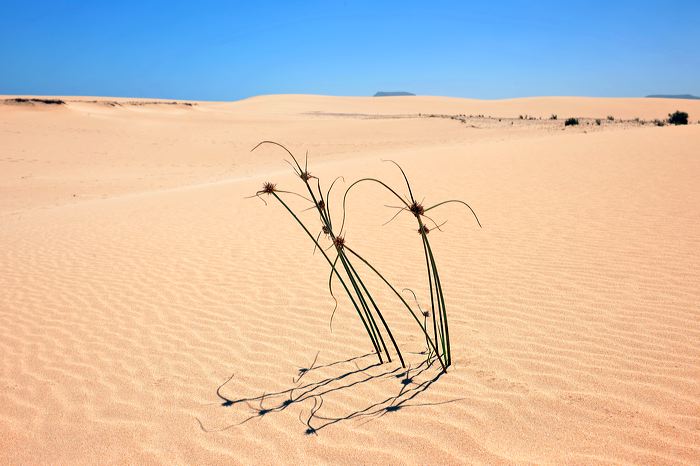 Fuerteventura 150 km Strandlandschaft Naturpark Corralejo das grösste Dünengebiet der Kanaren