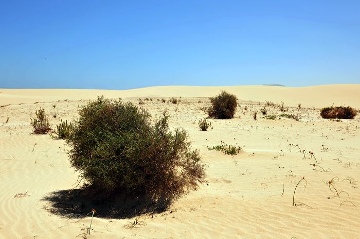 Fuerteventura 150 km Strandlandschaft Naturpark Corralejo das grösste Dünengebiet der Kanaren