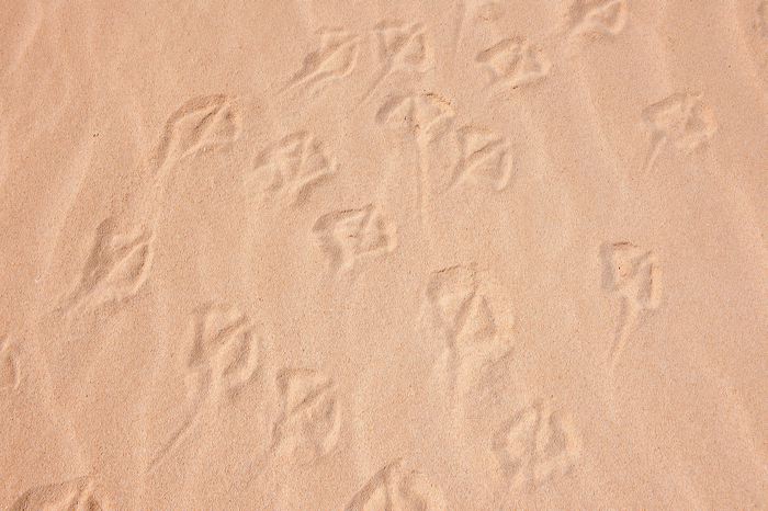 Fuerteventura 150 km Strandlandschaft Naturpark Corralejo das grösste Dünengebiet der Kanaren