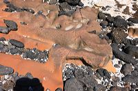 Fuerteventura 150 km Strandlandschaft Naturpark Corralejo das grösste Dünengebiet der Kanaren