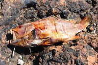 Fuerteventura 150 km Strandlandschaft Naturpark Corralejo das grösste Dünengebiet der Kanaren