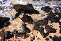 Fuerteventura 150 km Strandlandschaft Naturpark Corralejo das grösste Dünengebiet der Kanaren