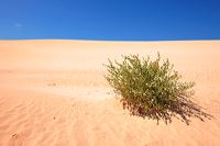 Fuerteventura 150 km Strandlandschaft Naturpark Corralejo das grösste Dünengebiet der Kanaren