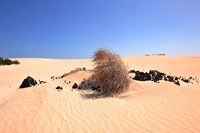 Fuerteventura 150 km Strandlandschaft Naturpark Corralejo das grösste Dünengebiet der Kanaren