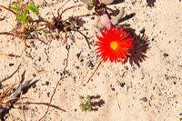 Fuerteventura 150 km Strandlandschaft Naturpark Corralejo das grösste Dünengebiet der Kanaren