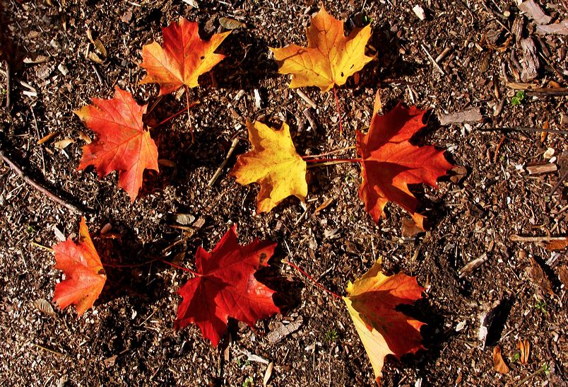 Herbst, bunte Jahreszeit mit Herbstlaub ,Weintrauben, Kastanien, Kürbisse, Nüssen, Eicheln, und vielen mehr!,...