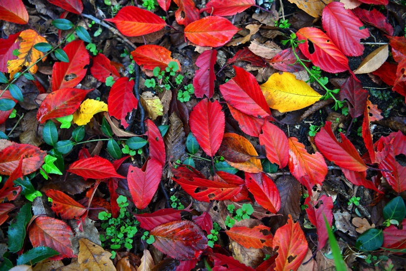 Herbst, bunte Jahreszeit mit Herbstlaub ,Weintrauben, Kastanien, Kürbisse, Nüssen, Eicheln, und vielen mehr!,...