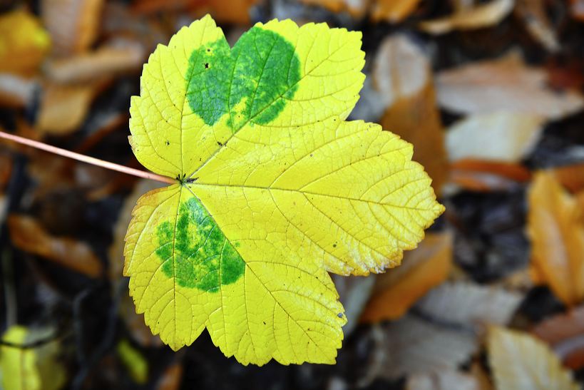 Herbst, bunte Jahreszeit mit Herbstlaub ,Weintrauben, Kastanien, Kürbisse, Nüssen, Eicheln, und vielen mehr!,...