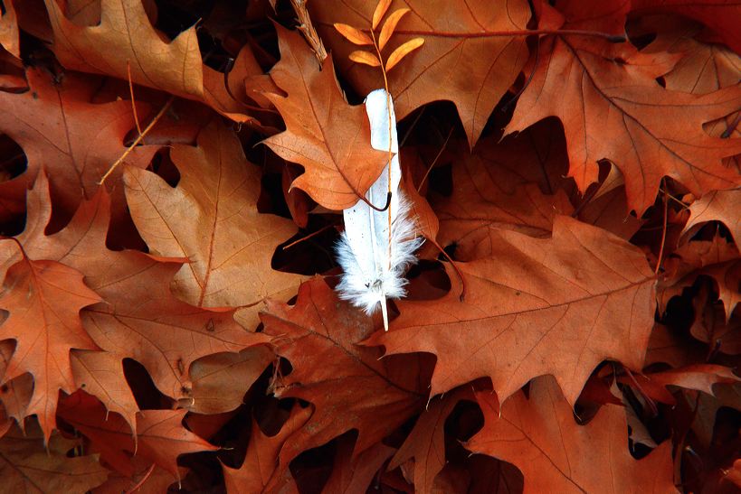 Herbst, bunte Jahreszeit mit Herbstlaub ,Weintrauben, Kastanien, Kürbisse, Nüssen, Eicheln, und vielen mehr!,...